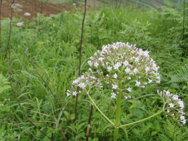 Valerian Oil