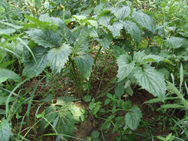 Valerian Oil