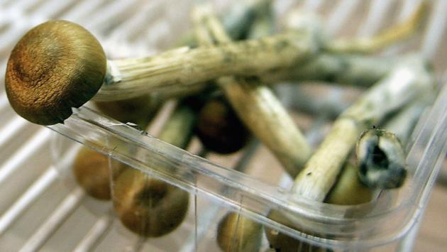 SELL MAGIC MUSHROOMS PSYCHEDELICS DRUGS