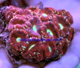 Acan (for sale)