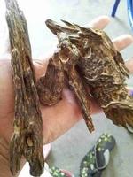 Agarwood