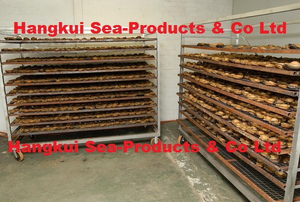 Dried African Atlantic Abalones Haliotis Midae