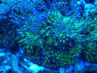 Euthyllia (for sale)