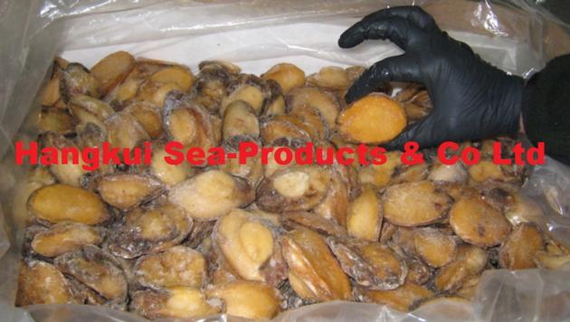 Live African Atlantic Abalones Haliotis Midae