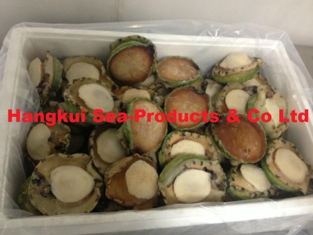 Live African/Atlantic Abalones (Haliotis midae)