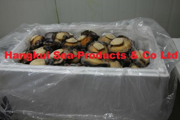 Live African Atlantic Abalones Haliotis Midae