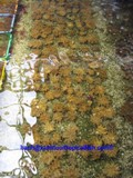 Kenya Tree Corals (for sale)