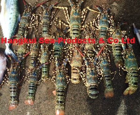 Live Ornate/Tiger/Flower Lobsters (Panulirus ornatus)