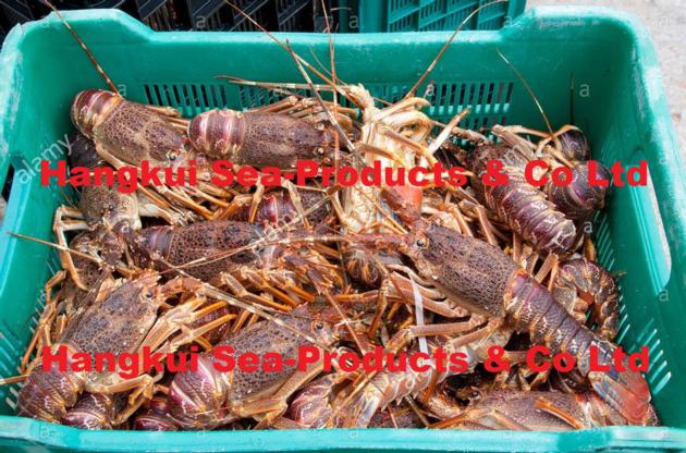 Live West Coast Rock Lobsters Jasus
