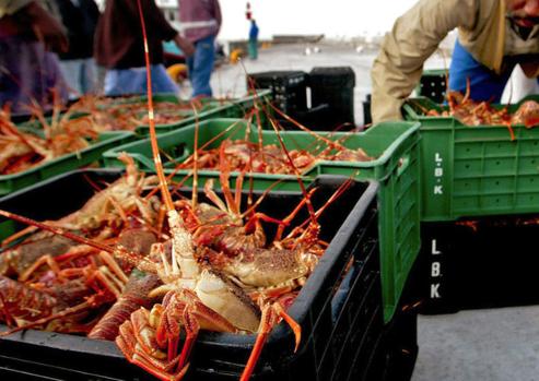 Live West Coast Rock Lobsters Jasus