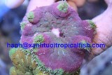 Mini Anemone Carpet (for sale)