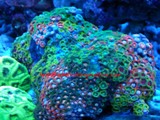 Mixed Colors Zoanthud Polyps (for sale)