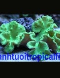 Neon Leather Mushroom (for sale)