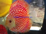 Red Pigoen Discus Fish (for sale)