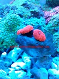 Red Mushroom Coral (foe sale)