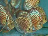 Snake Skin Discus Fish (for sale)