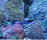Zoanthids (for sale)
