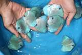 Blue Diamond Discus (for sale)