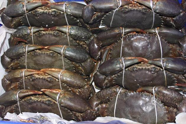 Live Mud Crabs Scylla Serrata