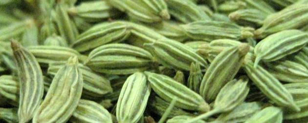 Fennel