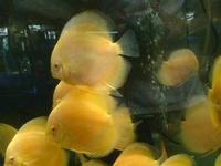 Gold Discus Fish (for sale)