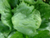 head lettuce