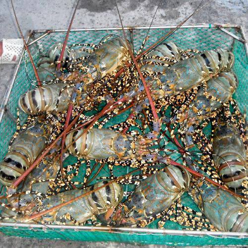 Live Ornate Tiger Flower Lobsters Panulirus