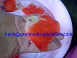 Marlboro Red Discus (for sale)