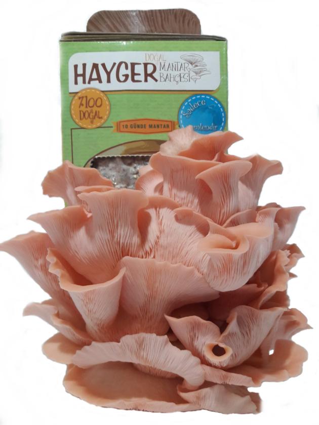 Pink Oyster mushroom garden