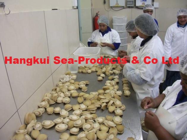 Live African Atlantic Abalones Haliotis Midae