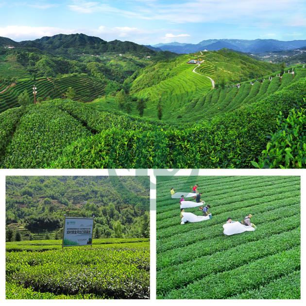 Instant Oolong Tea Powder