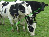 Field fence