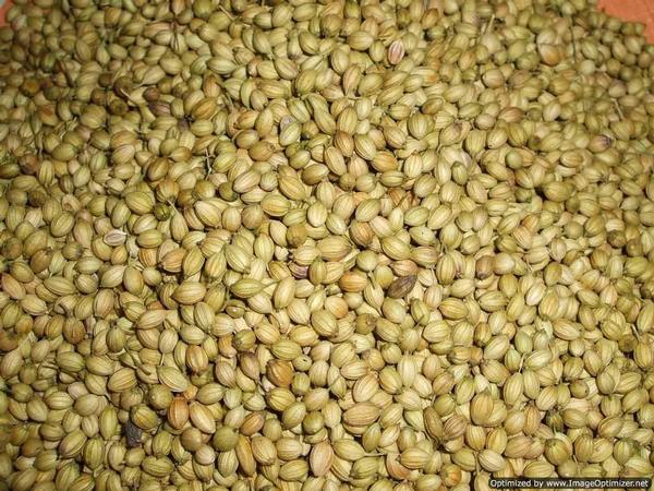 Coriander Seeds