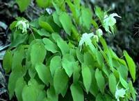 Epimedium P.E.