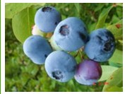 Biberry P.E