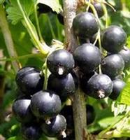 Black Currant P.E