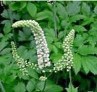 Black Cohosh P.E