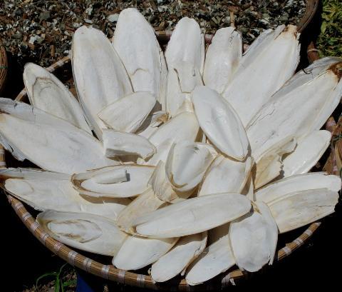 CUTTLEFISH BONE