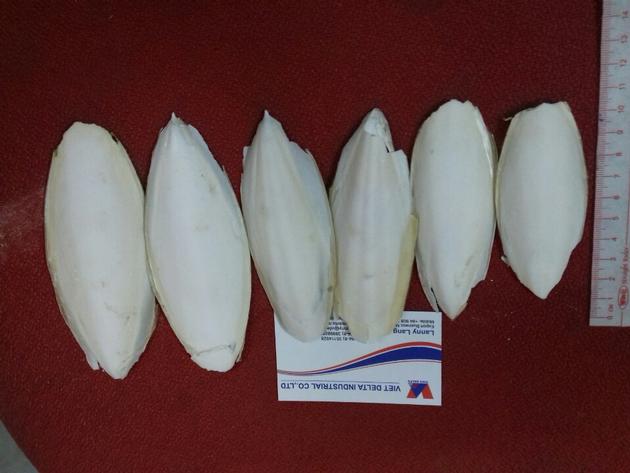 CUTTLEFISH BONE