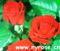Diyihong