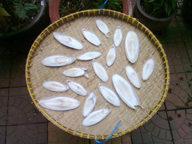 CUTTLEFISH BONE