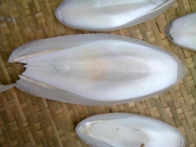 CUTTLEFISH BONE