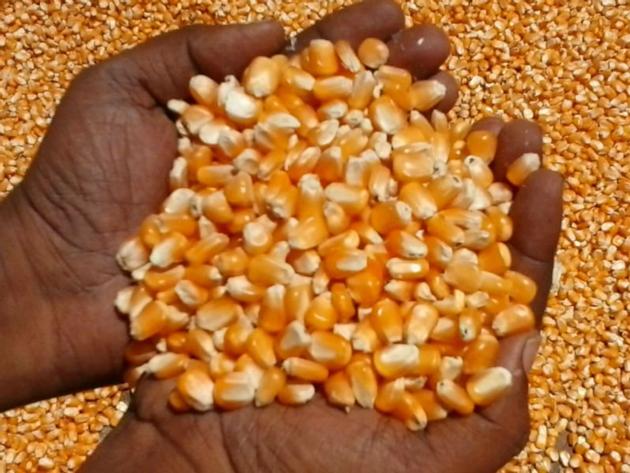Pumpkin Kernel Melon Kernel Sunflower Kernel