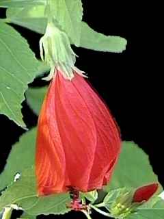 Medicinal Herbs (Dried/Fresh) in India