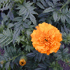 Lutein