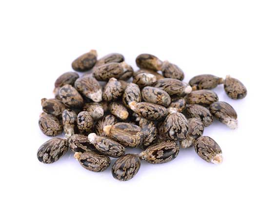 Castor Seeds