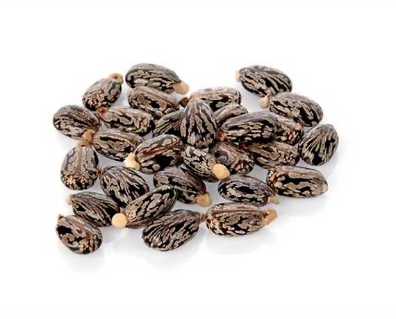 Castor Seeds