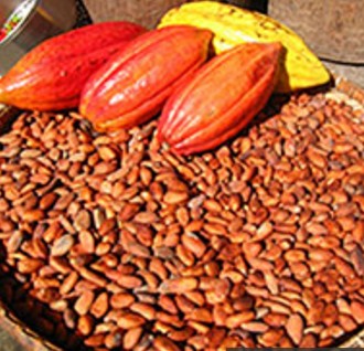 COCOA BEANS
