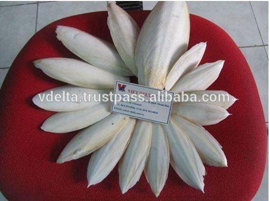 CUTTLEFISH BONE