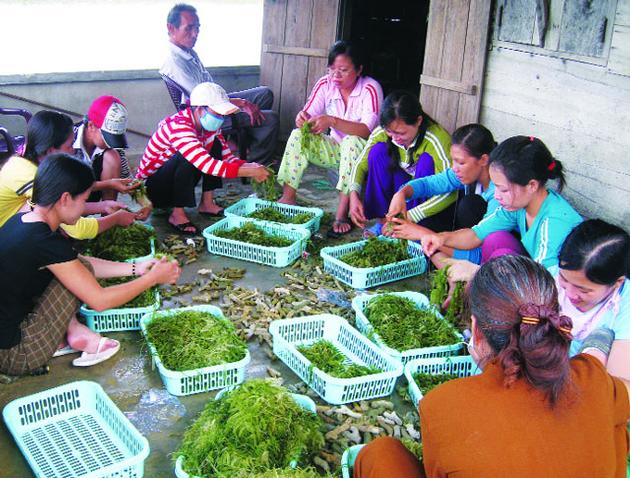 Seaweed Powder